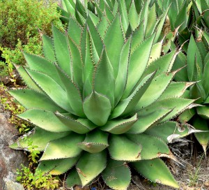agave agave