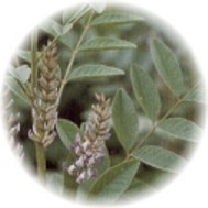 Alcaçuz Alcaçuz
