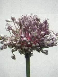 Allium