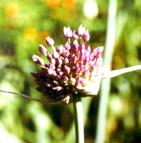 Allium
