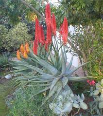Aloe Aloe