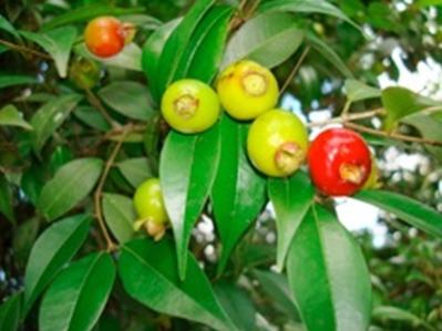 Produto Natural - Angico