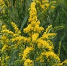 Produto Natural - Arnica de Jardim