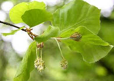 Beech Beech