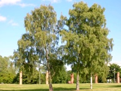 Produto Natural - Bétula