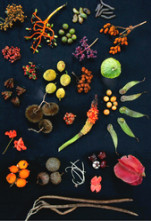 Dia Internacional da Biodiversidade Dia Internacional da Biodiversidade