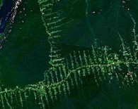 Dia Internacional da Biodiversidade Dia Internacional da Biodiversidade