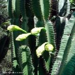 Cactus Cactus