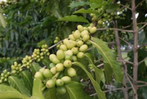 Produto Natural - Café Verde Produto Natural - Café Verde