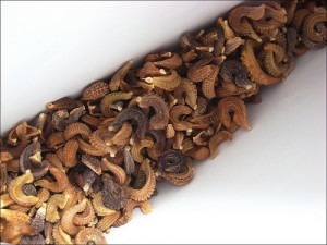 Calêndula