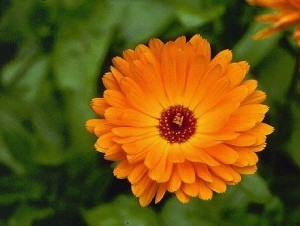 Calêndula