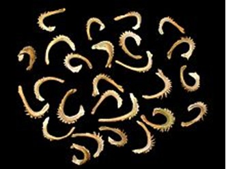 Calêndula