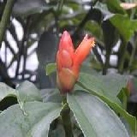 Cana do Brejo