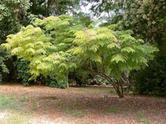Carobinha
