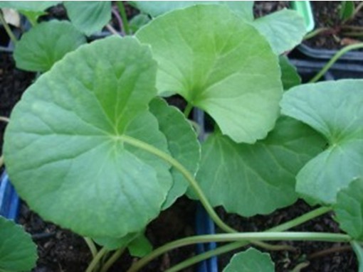 Centella Asiática