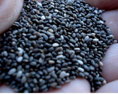 Chia