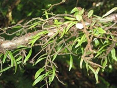 Cipó Cabeludo