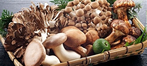 Cogumelo Cogumelo
