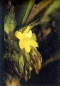 Curculigum
