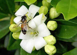 Dia das Abelhas