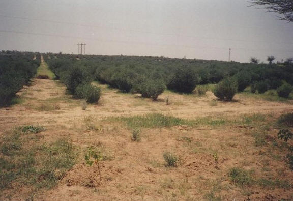 Dia de Combate à Desertificação