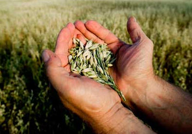 Dia do Agricultor