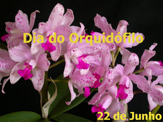 Dia do Orquidófilo