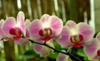Dia do Orquidófilo