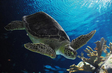 Dia Internacional da Tartaruga Marinha