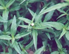 Eclipta Eclipta