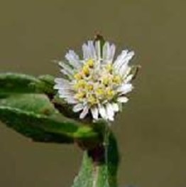 Eclipta Eclipta