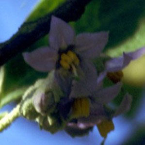 Erianthum