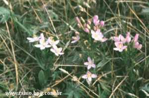Centaury Centaury