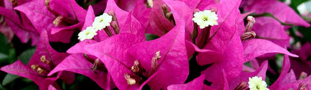 Florais de Minas