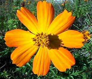 Florais de Minas