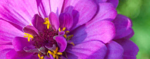 Florais de Minas