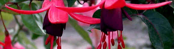 Florais de Minas