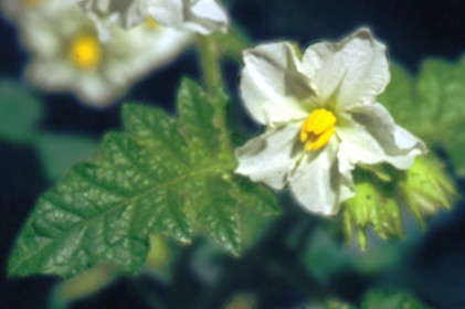 Flor Branca