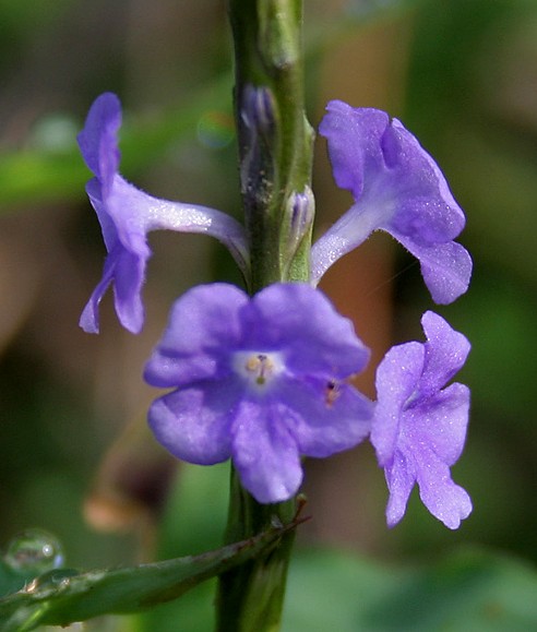 Gervão Roxo