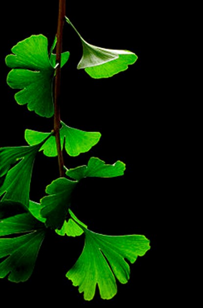Ginkgo Biloba Ginkgo Biloba