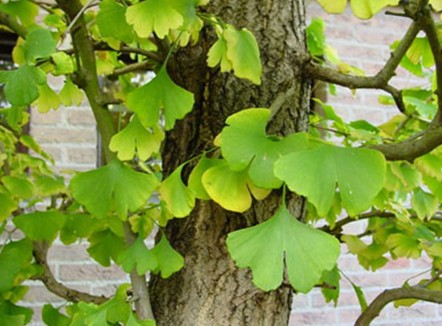 Ginkgo Biloba Ginkgo Biloba