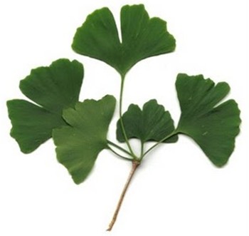 Ginkgo Biloba Ginkgo Biloba