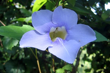 Grandiflora