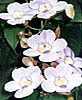 Grandiflora