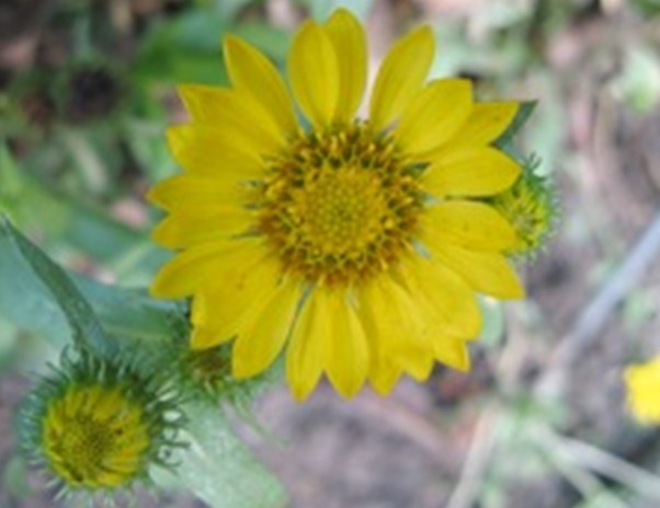 Grindélia Grindélia