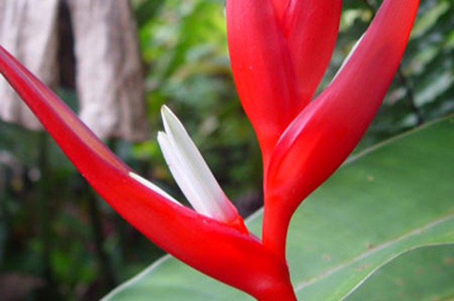 Helicônia