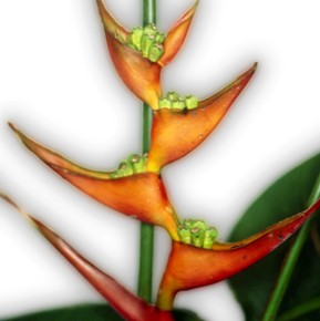 Helicônia