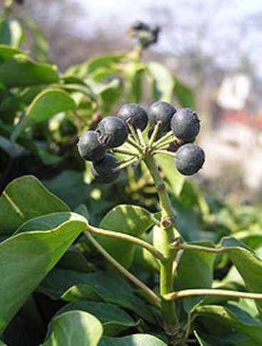 Hera - Produto Natural Hera - Produto Natural
