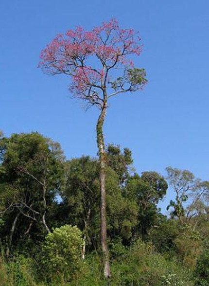 Ipê Roxo Ipê Roxo