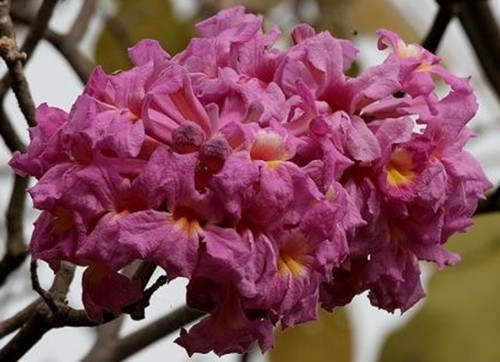 Ipê Roxo Ipê Roxo
